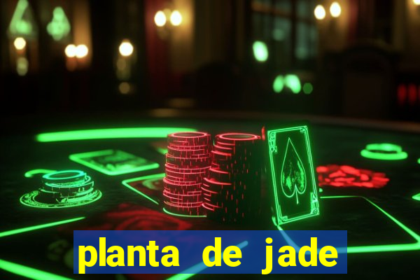 planta de jade significado espiritual